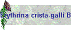 Erythrina crista-galli Bild01