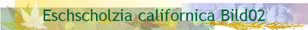 Eschscholzia californica Bild02