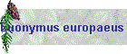 Euonymus europaeus Bild02
