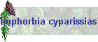 Euphorbia cyparissias Bild02