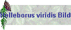 Helleborus viridis Bild02