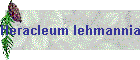 Heracleum lehmannianum Bild01