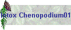 Intox Chenopodium01