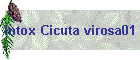 Intox Cicuta virosa01