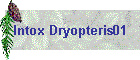 Intox Dryopteris01