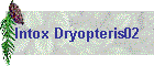 Intox Dryopteris02