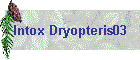 Intox Dryopteris03