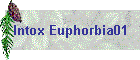 Intox Euphorbia01
