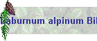 Laburnum alpinum Bild01