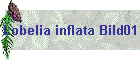 Lobelia inflata Bild01