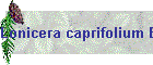 Lonicera caprifolium Bild02
