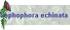 Lophophora echinata Bild01