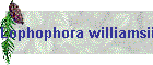 Lophophora williamsii Bild01