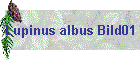 Lupinus albus Bild01