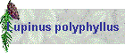 Lupinus polyphyllus