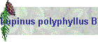 Lupinus polyphyllus Bild01