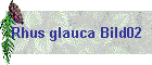 Rhus glauca Bild02