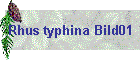 Rhus typhina Bild01