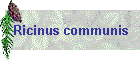 Ricinus communis