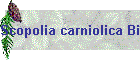 Scopolia carniolica Bild02