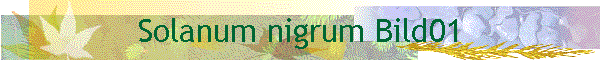 Solanum nigrum Bild01