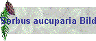 Sorbus aucuparia Bild01