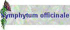 Symphytum officinale