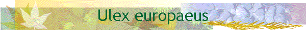 Ulex europaeus