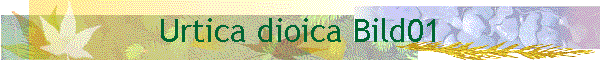 Urtica dioica Bild01