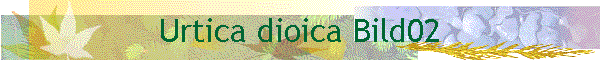 Urtica dioica Bild02