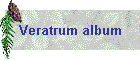 Veratrum album