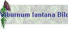 Viburnum lantana Bild01