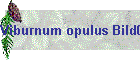 Viburnum opulus Bild01