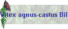 Vitex agnus-castus Bild01