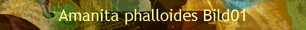 Amanita phalloides Bild01