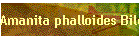 Amanita phalloides Bild02