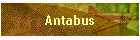 Antabus