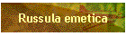 Russula emetica
