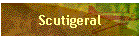 Scutigeral