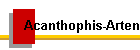 Acanthophis-Arten