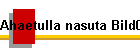 Ahaetulla nasuta Bild01