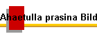 Ahaetulla prasina Bild01