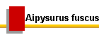 Aipysurus fuscus