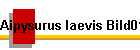 Aipysurus laevis Bild01