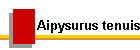 Aipysurus tenuis