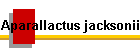 Aparallactus jacksonii