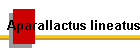 Aparallactus lineatus