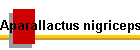 Aparallactus nigriceps