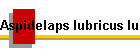 Aspidelaps lubricus lubricus Biss