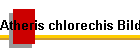 Atheris chlorechis Bild01